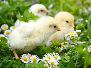 雏鸡漫步于雏菊绿草间