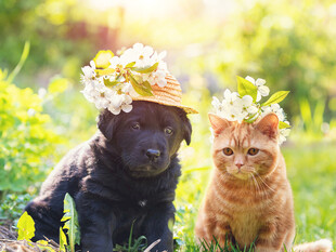 戴花环的猫狗惬意相伴