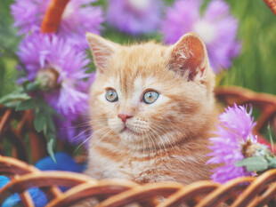 篮子里的可爱橘猫