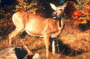 秋日林边站立的优雅小鹿