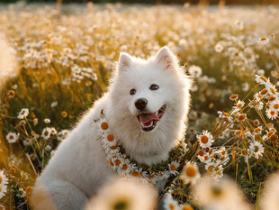 花丛中的萨摩耶犬