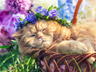 戴花环猫咪惬意躺篮中