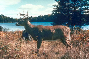 湖畔草地的雄鹿
