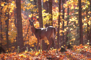 秋日林间的优雅小鹿