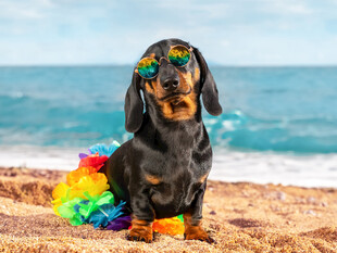 沙滩上戴墨镜的多彩腊肠犬