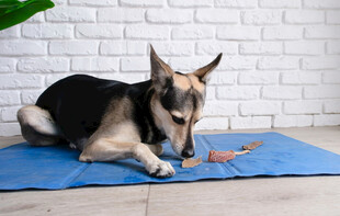 德牧趴在瑜伽垫上啃骨头