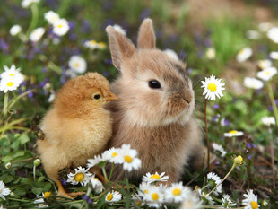 小兔小鸡共赏雏菊美景