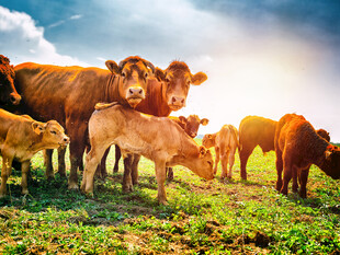 夕阳下的牛群在绿草地