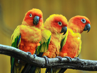 三只色彩艳丽的鹦鹉