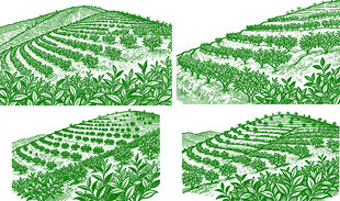 梯田景观 绿意盎然的田园 茶田