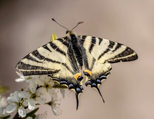 黄黑条纹蝴蝶停于白花上