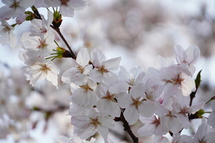 绽放的美丽樱花枝头
