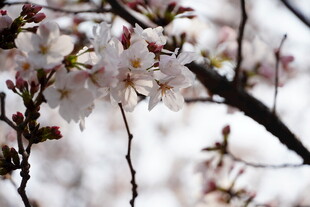 枝头绽放的粉嫩樱花