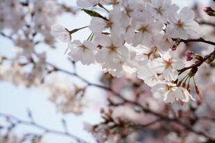 春日绽放的美丽樱花