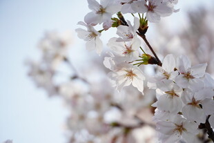 枝头绽放的洁白樱花