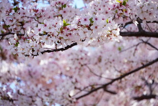 烂漫樱花绽放枝头