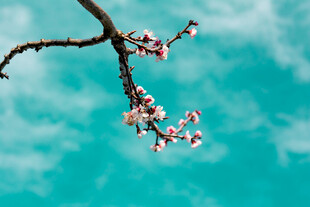 蓝天映衬下的烂漫花枝