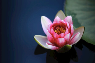 娇艳睡莲绽放于水面