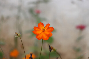 橙色小花绽放于自然间