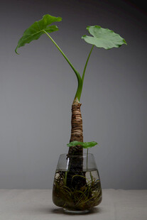 水培芋类植物玻璃瓶景观