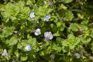 通泉草与阿拉伯婆婆纳
