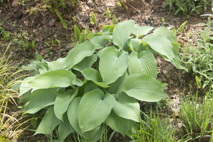 绿叶玉簪植物特写