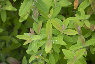 金丝桃嫩绿叶片植物特写