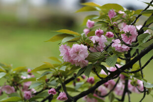 粉樱花 树枝