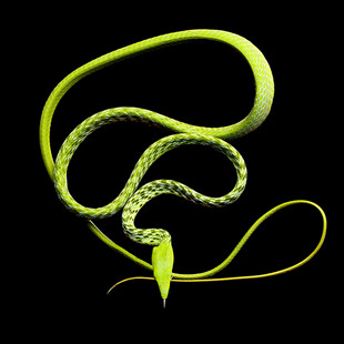 绿色蜷曲藤蔓植物特写