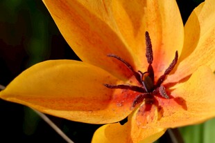 黄色艳丽郁金香特写