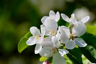 洁白绽放的美丽苹果花