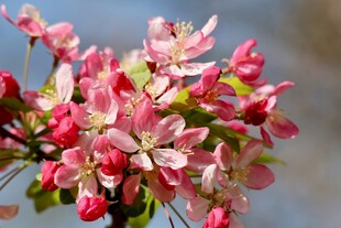 娇艳盛开的粉嫩苹果花