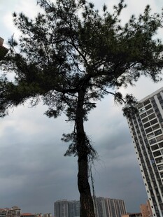 城市中挺拔的独立树木