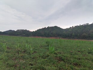 广袤绿野与远处山峦景色