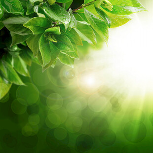 阳光照耀下的翠绿树叶