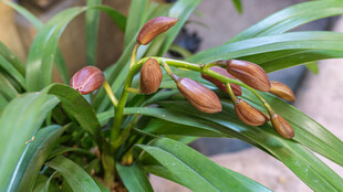 绽放的兰花花苞