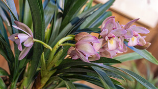 优雅绽放的美丽兰花