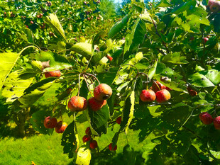 枝头硕果累累的山楂