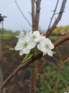 枝头绽放的洁白小花