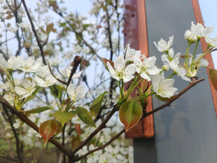 窗前绽放的洁白花枝