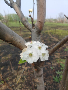 枝头绽放的洁白花朵