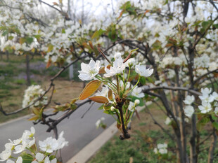 春日路边绽放的洁白花朵
