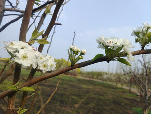 枝头绽放的洁白花朵