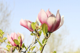 绽放的粉色玉兰花