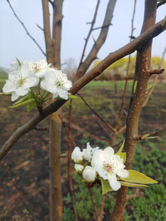 枝头绽放的洁白花朵