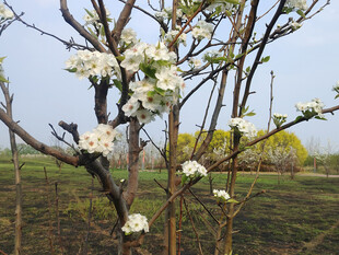 春日绽放的洁白梨花树
