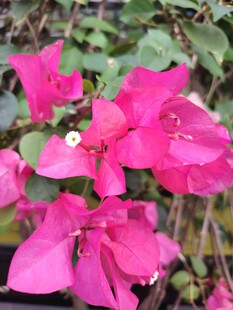 娇艳三角梅绽放