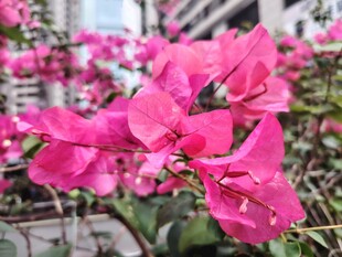 娇艳三角梅绽放街头