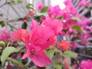 娇艳三角梅绽放