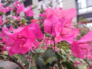 娇艳三角梅绽放